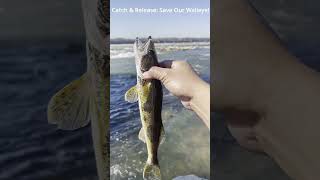 🎣 Catch amp Release Save Our Walleye 🌊 [upl. by Rae994]