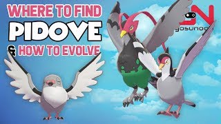 Where to find Pidove Tranquill Unfezant amp How to Evolve  Pokemon Sword and Shield Evolution [upl. by Albrecht]