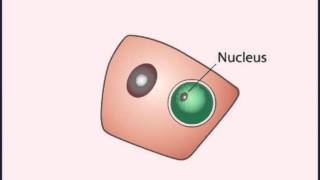 LIFE CYCLE Plasmodium Falciparum [upl. by Ydnal]