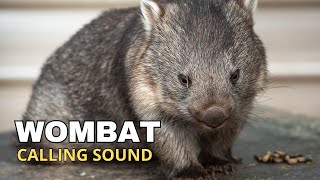 Wombat Calling Sound [upl. by Lanam]