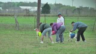 Lure Coursing Whippets Florence TX March 18 2012 [upl. by Dosh]