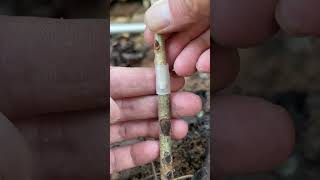 Unlock Grafting Secrets satisfying grafting diy fruit garden gardening natural plants [upl. by Jennings]