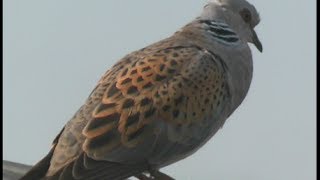 Tourterelle des bois  Turtledove  Turteltaube  Streptopelia turtur [upl. by Lee]