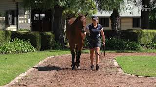 Lot 219 – More Than Ready x Sharpness colt [upl. by Akiv]