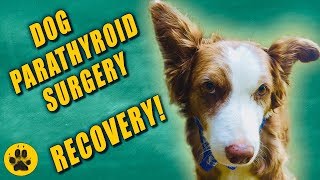 Dog Parathyroid Surgery Recovery [upl. by Reinaldos]