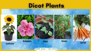 Dicot Examples of Dicotyledon Plants What is Dicot  Mommy Merai [upl. by Nicolis140]