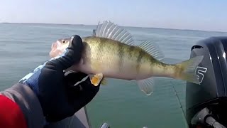 Lake Erie Perch are on Fire 🔥 PART TWO Golden Shiners and Frozen Emerald Shiners [upl. by Elmajian]