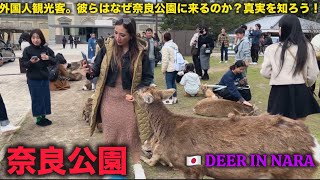 外国人観光客。彼らはなぜ奈良公園に来るのか。真実を知ろう  旅行者は足に痛みを感じています。  nara deer  奈良公園  travel to japan [upl. by Notlew780]