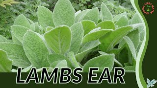 LAMBS EAR Information and Growing Tips Stachys byzantina [upl. by Lakim807]