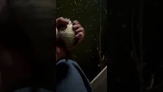 Bream fishing at night fishing fishpond like subscribe [upl. by Cami]