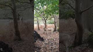 Fallow Deer Nature’s Delicate and Graceful Gems [upl. by Doi]