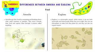 Uni Cellular Organisms Amoeba and Euglena Similarities and Differences KS3 Science [upl. by Jonas]