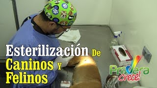 Esterilización canina y felina [upl. by Lepine]