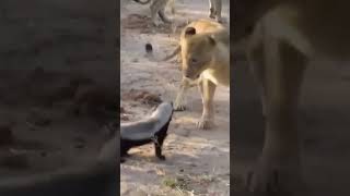 Honey badger vs Lions wildlife animals africansafari [upl. by Slayton934]