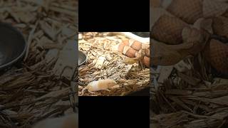 Copperhead Triple Action Slow Motion Strike venomoussnake copperhead [upl. by Dowdell288]