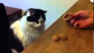 Gatto intelligente un genio  Video divertente  Assolibrevi [upl. by Aneba386]