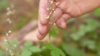 threeleaved foamflower  Tiarella trifoliata Identification and characteristics [upl. by Asir]