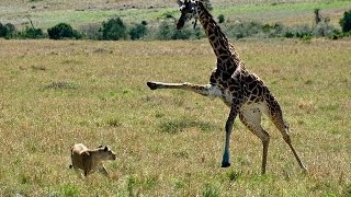 Giraffe kills lion Giraffe attacks lion pride and kicks one of them to death [upl. by Wilinski]