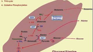 Nitrogen CycleAmino Acid Metabolism [upl. by Irved]