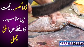 Fish Video  Latest Rates Dama Gissar fish  Karachi fishery Market on 3112024 [upl. by Euton924]