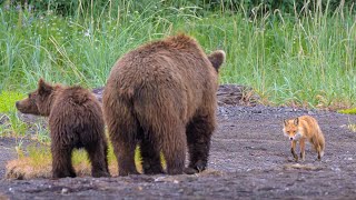 Grizzly bear charges fox [upl. by Odlabso213]