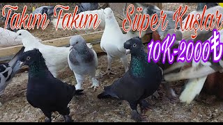 Takım Takım Süper Oyun Kuşları [upl. by Amado]