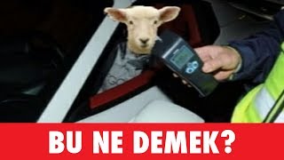 BU NE DEMEK  Fotoğraflı Soğuk Espri Yarışması  Alper Bas [upl. by Enylodnewg]