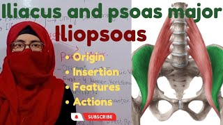 Iliacus and psoas major muscles  Iliopsoas  origin  insertion  action features  lower limb [upl. by Ninos]