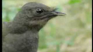 David Attenboroughs Amazing Rapping Lyrebird [upl. by Wandie]