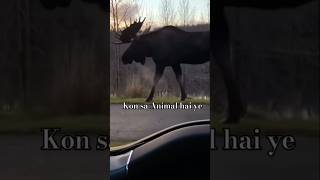 Nothing unusual just a Karelian elk stretching along the road karelia loss nature shorts [upl. by Goltz]