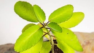 BryophyllumPattharchatta Care amp Medicinal Uses ytvideo pattharchatta medicinalplant usefulvideo [upl. by Ynoble]