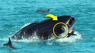 Whale Suddenly Swallowed A Diver 5 Minutes Later Everyone Was Extremely Shocked To See [upl. by Mast]