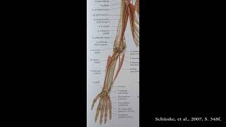 Arterien obere Extremität [upl. by Skvorak]