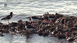 HUÎTRIER PieChant et CrisHaematopus ostralegus  BRUITX [upl. by Isaac]