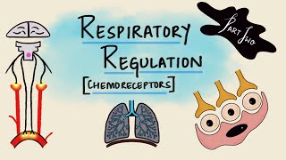 Respiratory Regulation  Part 2  Chemoreceptors  Chemical Regulation  Respiratory Physiology [upl. by Belding]