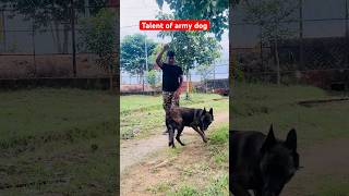 Techniques of Indian military dog training 🇮🇳 youtubeshorts shortvideo viralvideo dog k9 [upl. by Goodill]