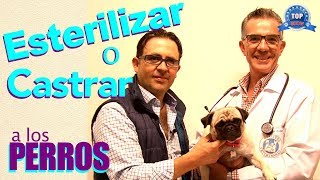 quotESTERILIZAR O CASTRARquot Diferencia y Ventajas [upl. by Gardol]