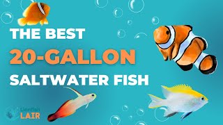 Best Saltwater Fish for a 20 Gallon Tank [upl. by Queridas]