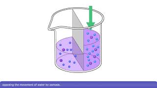 Detailed Animation on Osmosis [upl. by Osy]