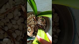 Amaryllis  getting last years bulbs to flower again [upl. by Zetram153]