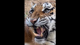 Best Tiger Growling Compilation [upl. by Castillo]