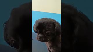 Charcoal baby Shihtzu coco [upl. by Redvers]