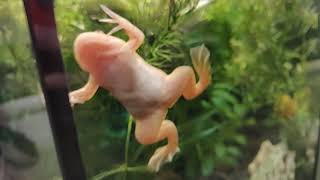 Шпорцевая лягушка поет  Xenopus laevis singing [upl. by Honora]