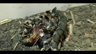 Acanthoscurria Geniculata VS Scolopendra Hainanum [upl. by Giesser]