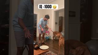 Making our vizsla’s question reality 🫢 magic vizsla dogs funny fetch comment for part 2 🤗 [upl. by Pasco768]