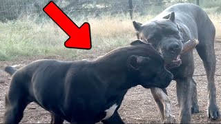 Import CANE CORSO Puppy Training with the BIG DOGS [upl. by Assetal831]