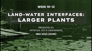 LandWater Interfaces Larger Plants Aquatic Macrophytes by Krystale Joy Lanzaderas [upl. by Frydman]