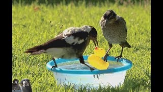 2 Magpies and a Rubber Ducky [upl. by Marvella]