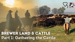 Brewer Land and Cattle  Part 1 Gathering the cattle Regenerative Ranching [upl. by Nnav]