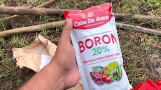 Casa Di Amor Boron 20 Powder Unboxing  How To Use Boron 20 Powder on plants [upl. by Aterg]